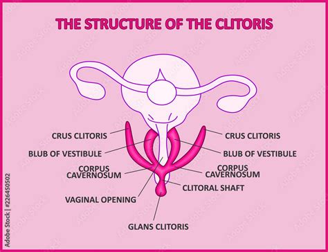 Clitoris: Location, structure, diagram